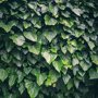 Hedera helix 'Woerner' (Mobilane kant en klaar haag) blad
